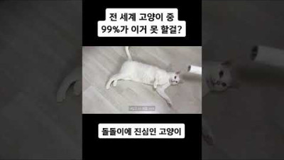 1% 고양이들 모여라~