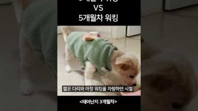 아기 강아지에서 청소년강아지로..