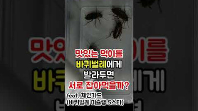 [혐 주의] 바퀴벌레 이간질 시키기 / 박멸 가능