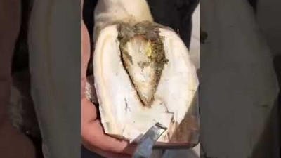 말 발굽 복원