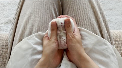 햄스터가 전율하는 마사지 스킬