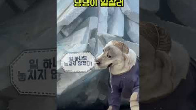 왠만한 농부 못지않은 리트리버 댕댕이 농부