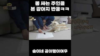똥싼 주인에게 더럽다고 화내는 강아지 ㅋㅋㅋ#shorts