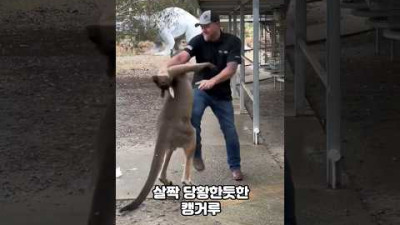 깡패 캥거루와의 스파링