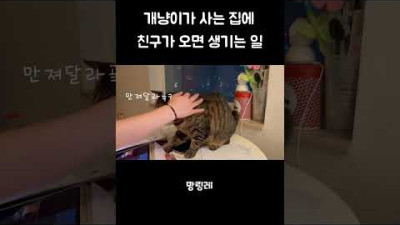 남의 집 고양이가 되고 싶은 고양이.. #shorts