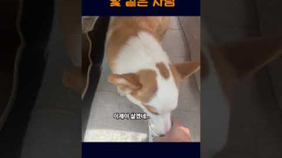 더운 차 안에 강아지를 두고 간 주인
