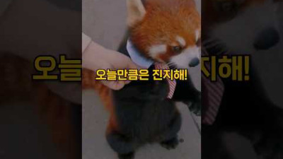 오늘만큼은 진지한 래서팬더