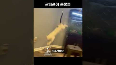 광대승천 동물들