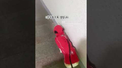 비가 와도 산책가겠다던 강아지의 태세전환