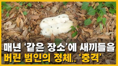 매년 같은 장소에 새끼들을 버린 범인의 충격적인 정체.. '일부러 사람 많은 길에'