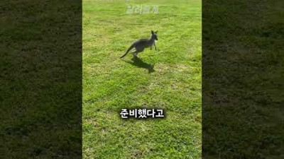 아기 캥거루를 위한 이벤트#