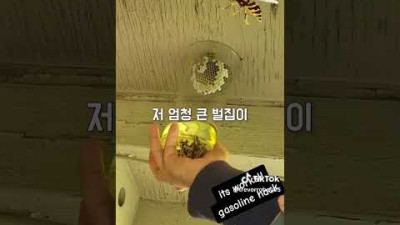 플라스틱 컵 하나로 말벌집 제거하는 방법 (feat.휘발유)