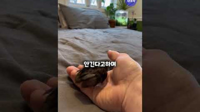 외부) 죽어가던 메추리새끼