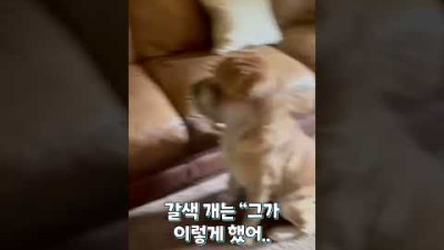 너무 솔직한 멍멍이들 #shorts
