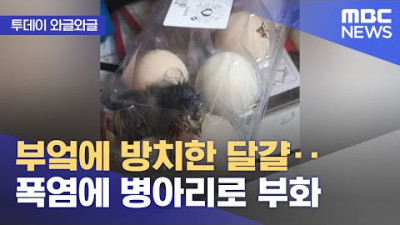 [투데이 와글와글] 부엌에 방치한 달걀‥폭염에 병아리로 부화 (2022.07.15/뉴스투데이/MBC)