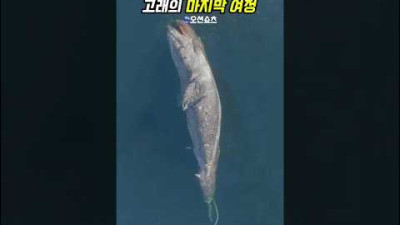 지구를 위한 고래의 번식