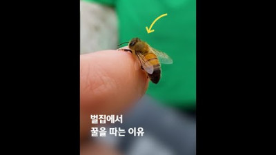 꿀, 꽃에서 바로 가져오면 안 됨? #shorts