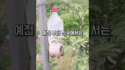 미국을 강타한 대한민국 출신 벌레 ㅎㄷㄷ