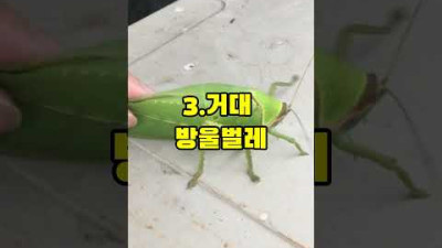 싱글벙글 호주의 거대 곤충들 근황