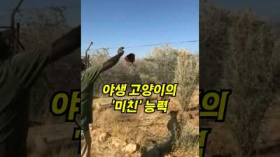 야생 고양이에게 고기를 던지자…