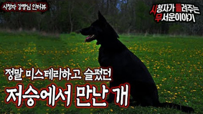 [무서운이야기 실화] 어머니가 저승에서 만난 개ㅣ강짱 님 사연ㅣ돌비공포라디오ㅣ괴담ㅣ미스테리 인터뷰ㅣ시청자 사연