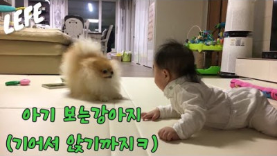 포메라니안 레페 아기보는 강아지 2편 엎드리기부터 일어나 앉기까지 (2019.06~2019.09)