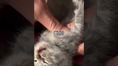 꽁꽁 얼어버린 새끼 고양이😿