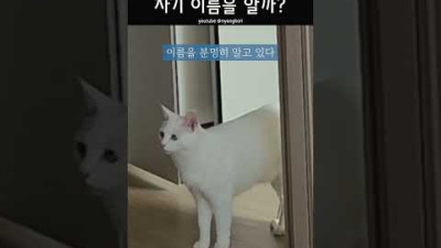 고양이는 자기 이름을 알까?