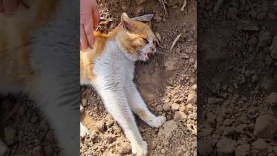 길고양이 구조하려다 이런일은 처음이네