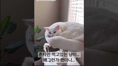 외국의 어느 가정집 냥이 아침식사시간... 냥이 한 녀석만 먹고있었던 이유....