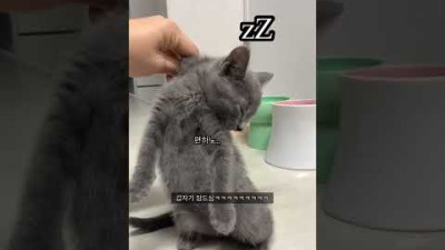 뒷목을 잡으면 마법처럼 잠드는 고양이 죠스