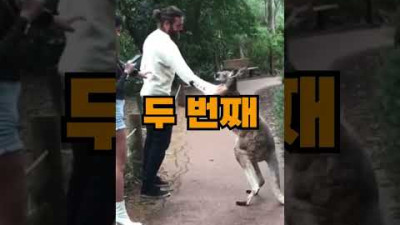 깡패 캥거루한테 걸린다면 반드시 이렇게 해야합니다