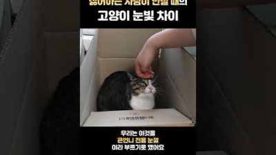 좋고 싫음이 확실한 고양이