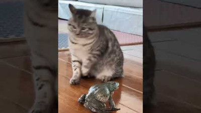툭 건드려 보고 냥이가 도망간 이유 ㅋㅋㅋㅋ frog crying?