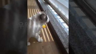벌레잡으러 갔다가 ××공격당한 고양이 #고양이쇼츠 #랙돌