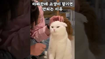 아빠한테 고양이 맡기면 안되는 이유
