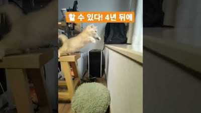 할수 있다! 4년뒤에 냥이도 떨어질 수 있는 법!! 가즈아~~
