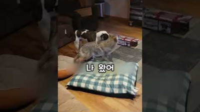 반려견의 예상치 못한 사교 활동