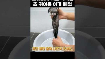 태어나서 처음 목욕한 아기 페럿ㅋㅋㅋ #shorts