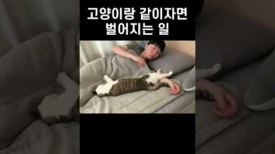 고양이랑 같이자면 벌어지는 일 #shorts