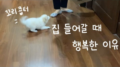 집 도착하면 행복해지는 영상