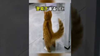 이 고양이는 혼자서 ‘문워크’를 춥니다