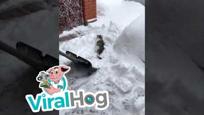 Cat Asks For Shovel Ride During Snow Removal || ViralHog