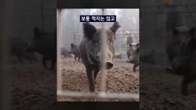 멧돼지 잡는 덫