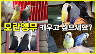 모란앵무 분양받아 집에 온 첫 날부터 1년 7개월 키워 보니,,, l 앵무새 장단점 l 귀여운 모란앵무새 힐링 영상