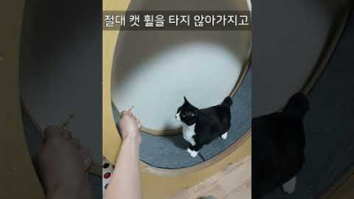반드시 캣휠을 타게 만들어주마