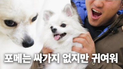 견종백과 포메라니안편