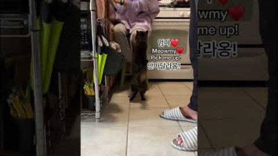 세상 단호한 고양이 #shorts 안아달라옹