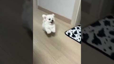 새끼강아지가 뛰는 법 #쇼츠 #shorts #미니비숑