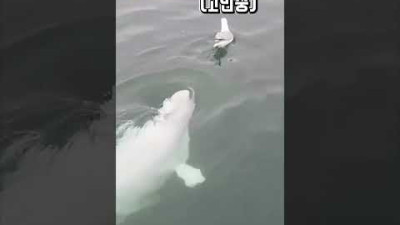 친구가 필요했던 벨루가가 갈매기를 발견하자...